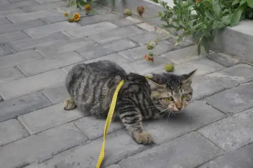 猫主子偷吃被现场抓包,猫咪吓出表情包,猫啊咧,好尴尬呀