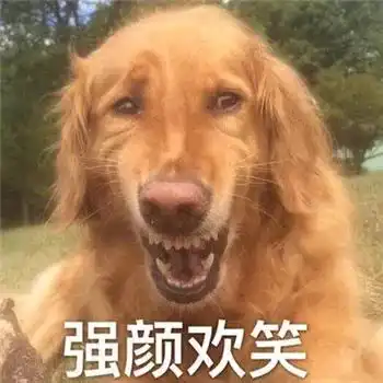  最全沙雕狗子表情包合辑年度最傻狗子都在这儿了