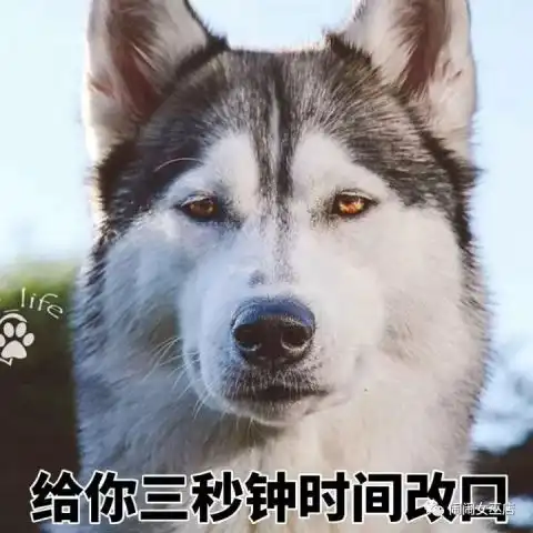 哈士奇表情包动图鸮鹦鹉