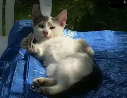 猫咪冲刺表情包笑破肚皮