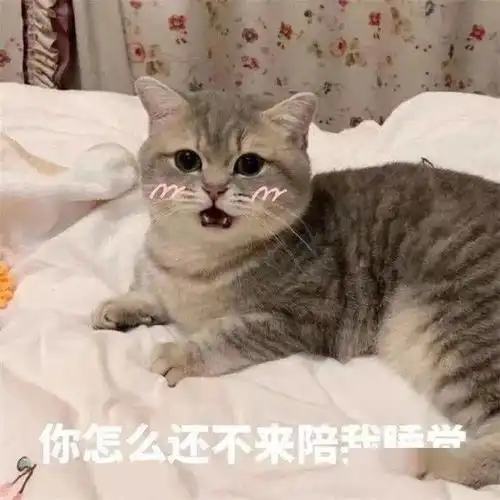  超级沙雕的猫子狗子表情包,爱了