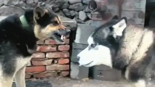  二哈吵架从不认输,今天怎么怂了,中华田园犬凶起来就是有气势