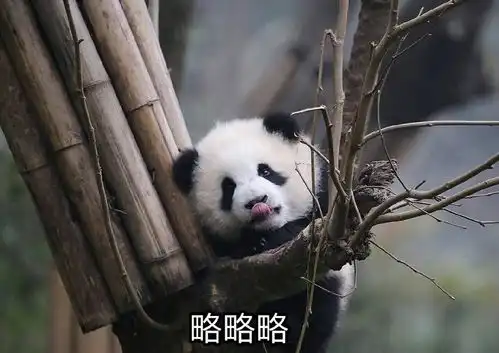  蹦极是一种怎样的体验