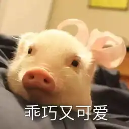  乖巧可爱小猪猪表情包,我一定会恋爱的