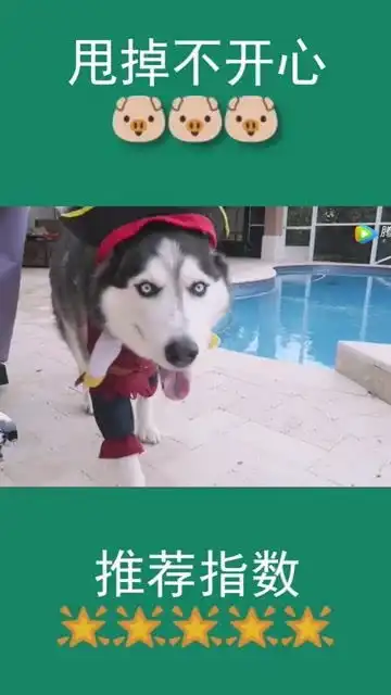  网友把哈士奇打扮成海盗,二哈的表情太魔性了