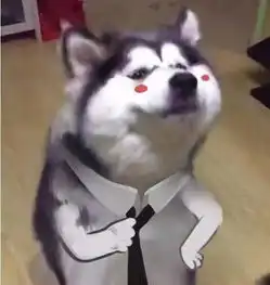 狗狗开心表情包图片狗子