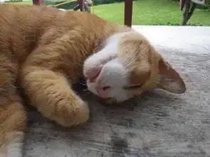  傲娇橘猫严重起床气,主人叫他起床,一看他表情瞬间怂了
