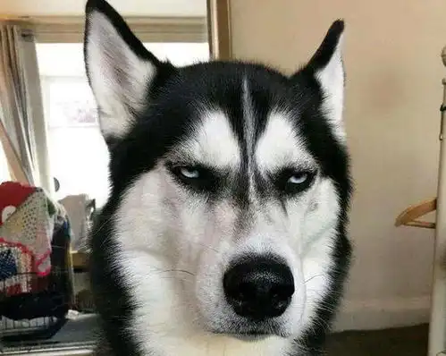  二哈被骗到网吧,狗生无望的表情让人笑疯这不是我想象中的吃鸡