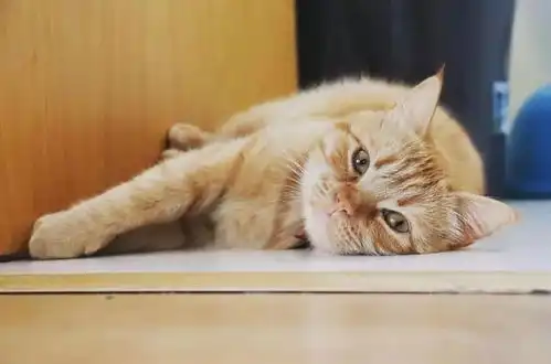  橘猫生下一窝崽,现在每天都想死孩子它爹,你要对我负责