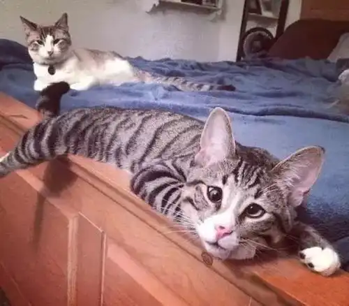  偷懒的房间呆萌可爱的担心猫