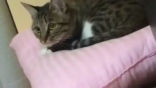  我家猫咪又开始犯二了,瞧它那憨憨的表情,简直太逗了