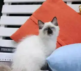  信阳cfa精品英国短毛猫,暹罗猫渐层加菲布偶包健康