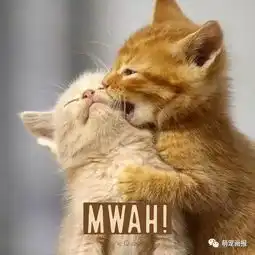  情人节的猫咪之吻,感觉甜蜜蜜