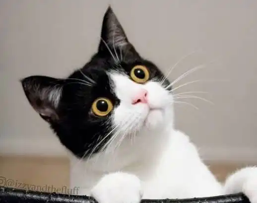 影帝级别的牛奶猫,两只圆圆的大眼睛,随手照一张都是表情包 影帝级别的牛奶猫,两只圆圆的大眼睛,随手照一张都是表情包