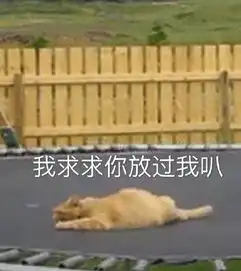  带橘猫一起玩蹦蹦床,发现它嗨不动了,瞧了它的表情不知道说啥了