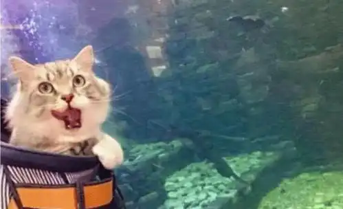  女子带着猫咪去海洋馆,听见猫咪在叫,扭头一看顿时不淡定了
