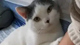  捂脚工具猫