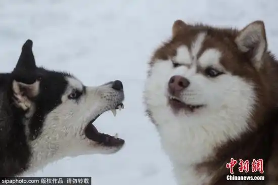  表情俄罗斯举办雪橇犬锦标赛一大波二哈贡献表情包表情