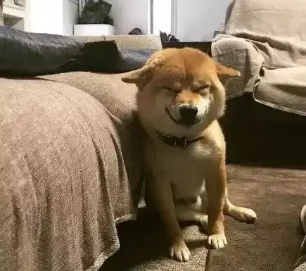  狗子为啥爱拆家还不是因为...