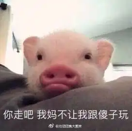  网红小猪被做成表情包