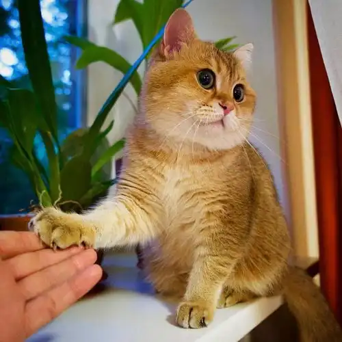  猫咪太胖挤不进纸箱,表情超厌世