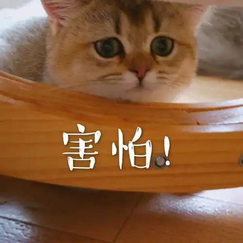 我们爆爆组今天一下子承受了太多 我们爆爆组今天一下子承受了太多