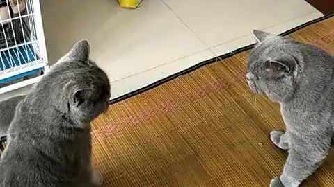  主人从产房拿出小奶猫给公猫看,公猫突然伸手就打,它的表情太逗了