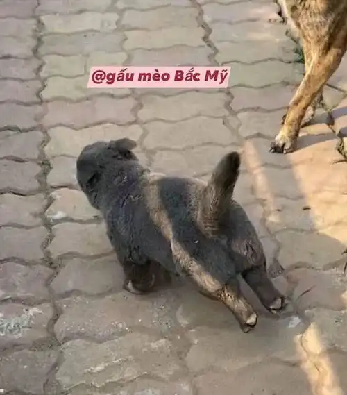  据说是蓝猫和二哈的混血宝宝...这只越南小狗凭表情包火遍全网