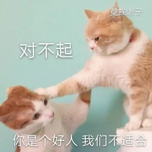  猫咪表情包合集我小猫咪的心好痛