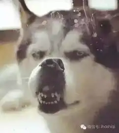  如果你恨一个人的话,就送他一只哈士奇吧