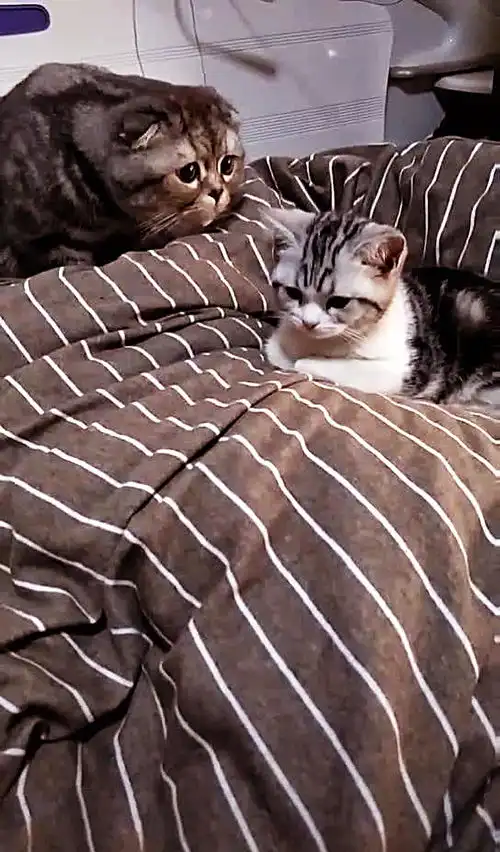  公猫惹母猫生气,随后的表情让人笑喷,就像大家惹女友生气时一样