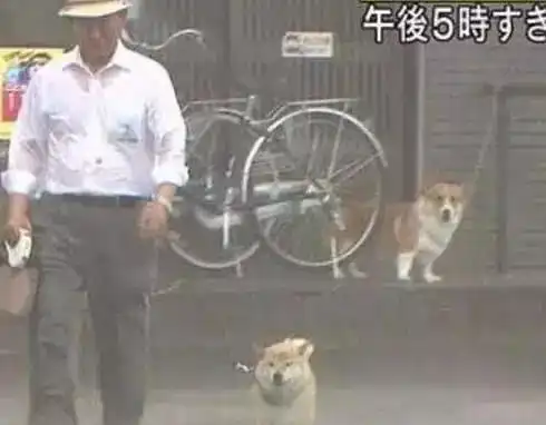  下暴雨,日本一男子强行遛狗狗子内心是崩溃的