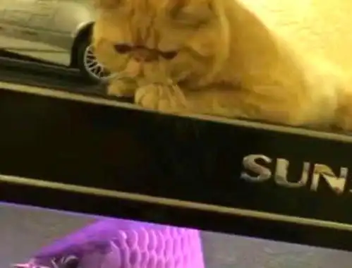  加菲猫想对鱼缸里的鱼下手,被主人一声吼住后,反应笑喷众人
