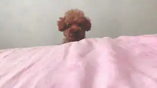  泰迪猛犬袭人摸狗摸出了欺男霸女的表情