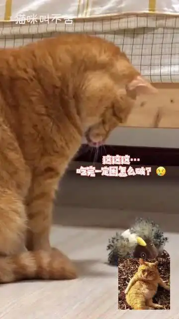  看到对待新朋友的态度,我决定放弃再养一只猫咪的念头