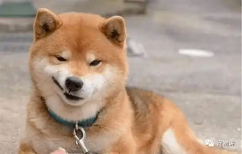  主人带柴犬出门逛街,柴犬的表情一脸懵圈,而路人纷纷笑到岔气