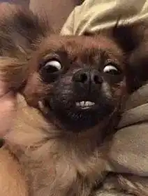 喜羊羊表情包目瞪口呆表