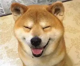  泪目16岁柴犬北登去世,你的表情包里肯定有它