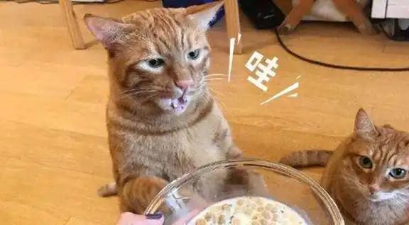担心表情包猫咪主人