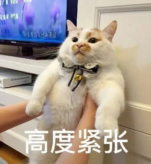  小橘猫的行为怪异,猫妈妈闻了一口菊花后,被吓得目瞪口呆