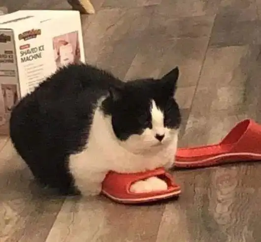  沙雕猫猫画成了q版插画后,这画风让我忍不住想笑