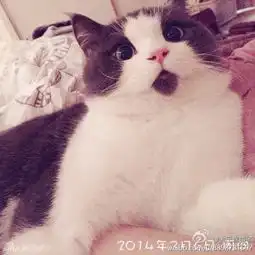  omg猫走红肉脸激萌惊呆状撞脸王诗龄
