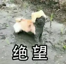  你家狗会游泳吗狗天生就会游泳真理还是谬论