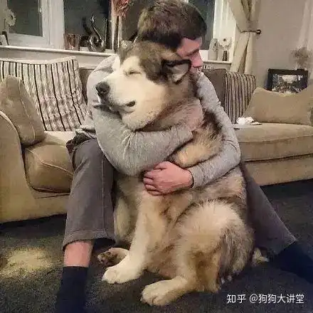  养狗的8个好处,真羡慕有狗的你