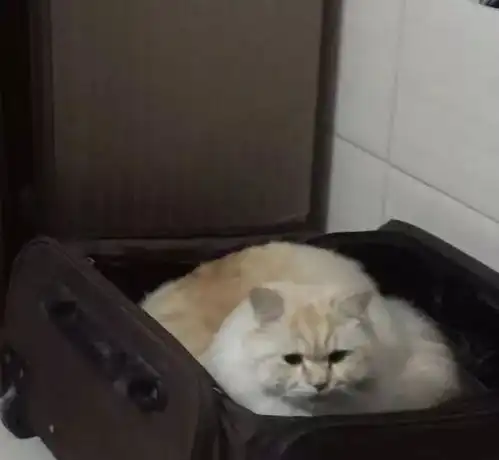  我为什么要减肥,我又不是吃不起