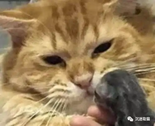 求小饼干表情包大全橘猫