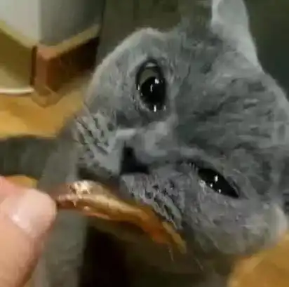 蓝猫被主人骂得狗血淋头,拿出小鱼干哄时,含着泪水吃鱼太冤枉 蓝猫被主人骂得狗血淋头,拿出小鱼干哄时,含着泪水吃鱼太冤枉