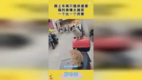 跟上车两只猫讲道理,猫的表情太搞笑,一个比一个厉害