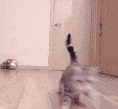 我给猫准备了豪华别墅,这还错了