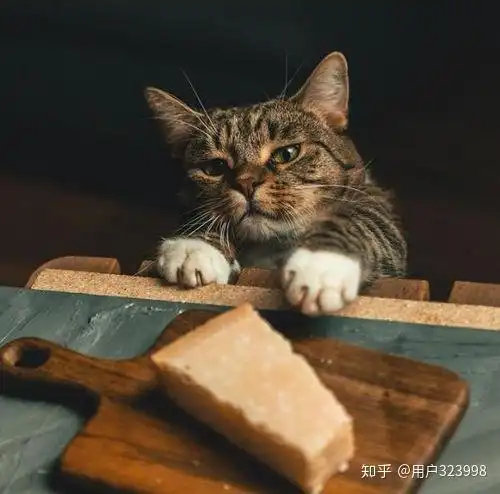  担心猫咪只吃猫粮营养不良这7种辅食营养又好吃,猫咪长得快